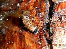 Alsophila aescularia самка